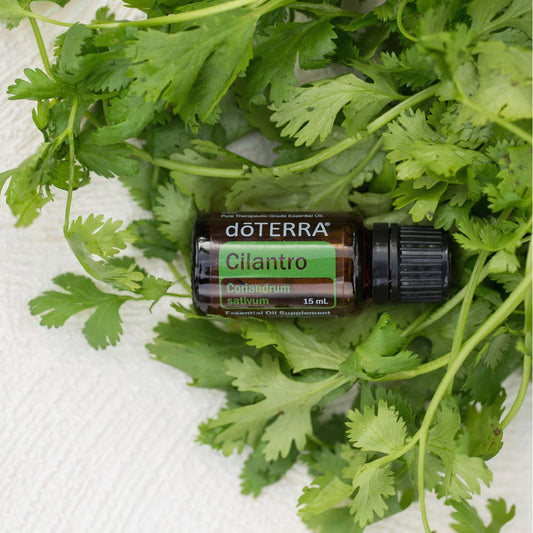 doTERRA Cilantro (Korianderkraut)