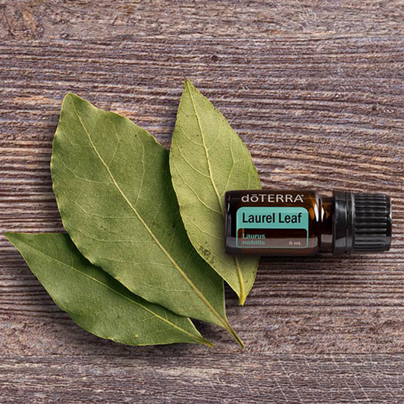 doTERRA Laurel Leaf (Lorbeer)